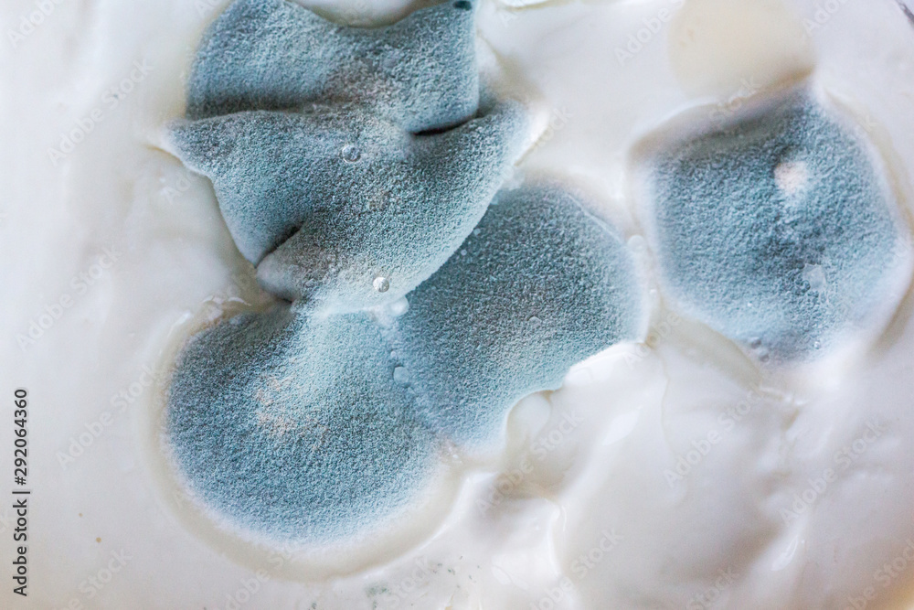 Green Fuzzy mold on Yogurt Dairy Food in the Refrigerator after the