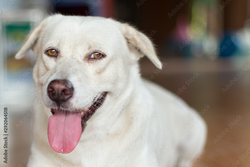 Close up of White dog looking at camera Close up of White dog looking at camera