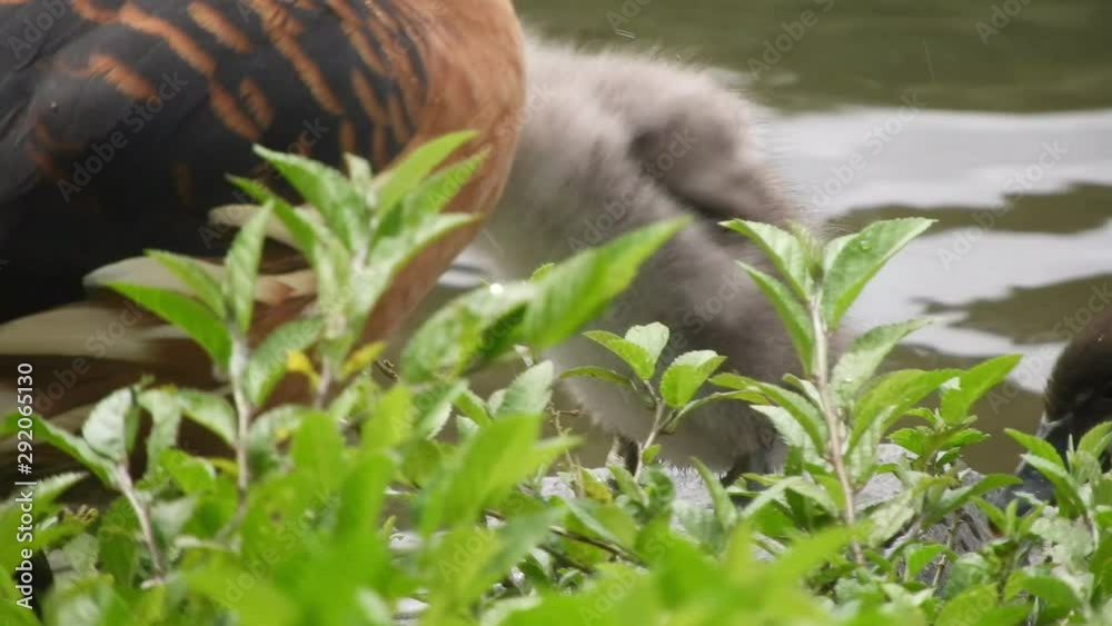 Pan shot of very cute Fulvous whistling ducklings taking a bath and preening alongside their parents. Pan shot of very cute Fulvous whistling ducklings taking a bath and preening alongside their parents.