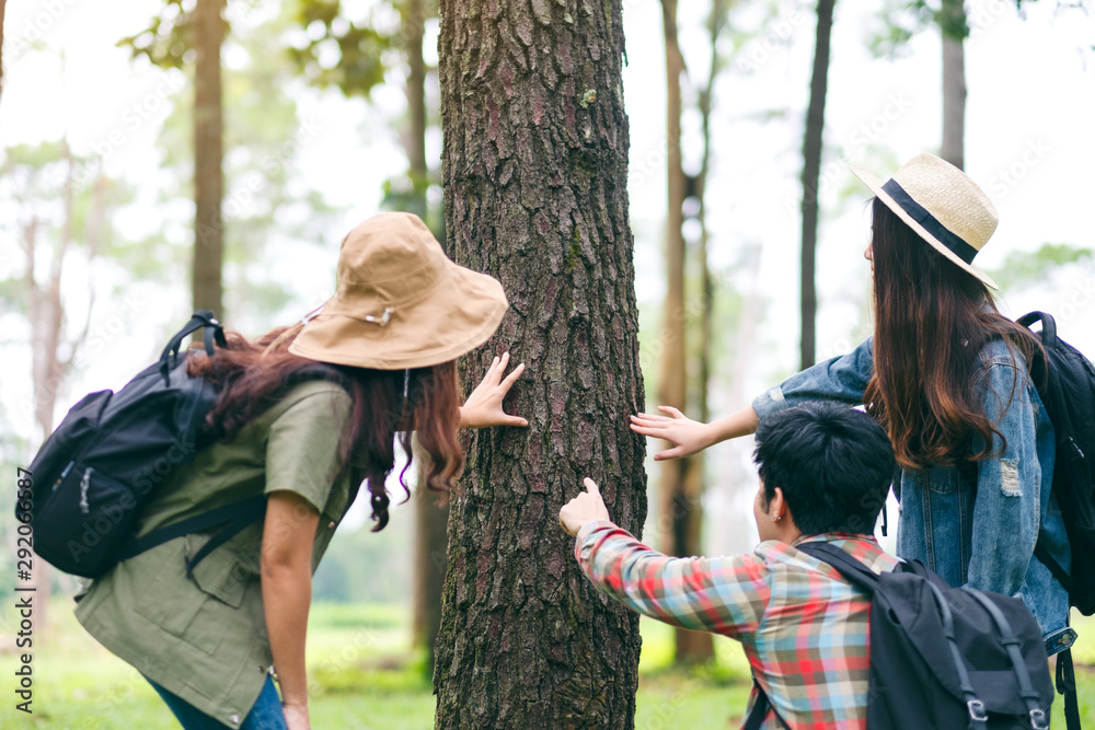 Fototapeta premium A group of travelers hiking and exploring a beautiful pine tree in the forest