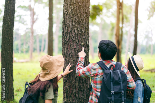 A group of travelers hiking and exploring a beautiful pine tree in the forest