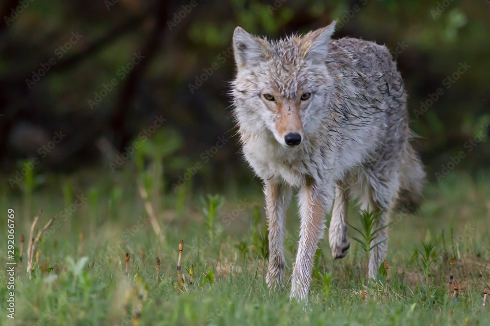 Naklejka premium Coyote