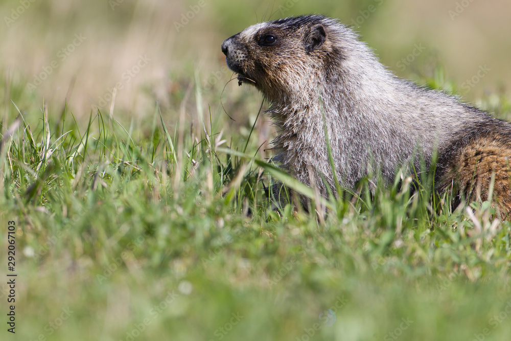 Hoary Marmot in the Canadian Rockies Hoary Marmot in the Canadian Rockies