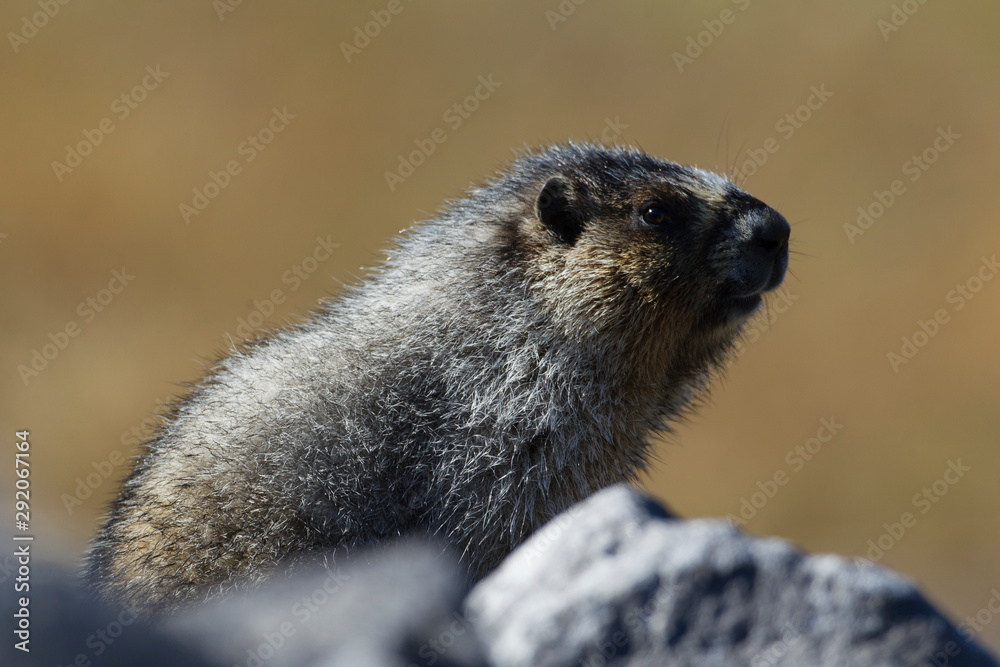 Hoary Marmot in the Canadian Rockies Hoary Marmot in the Canadian Rockies