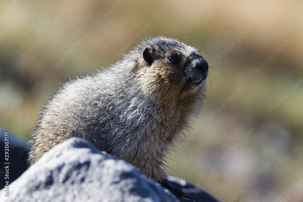 Hoary Marmot in the Canadian Rockies Hoary Marmot in the Canadian Rockies