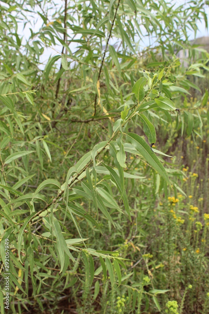 A plant known commonly as Gooddings Willow, and taxonomically as Salix Gooddingii, is one of four native representatives from the same genus which grow in Ballona Freshwater Marsh of Playa Del Rey. A plant known commonly as Gooddings Willow, and taxonomically as Salix Gooddingii, is one of four native representatives from the same genus which grow in Ballona Freshwater Marsh of Playa Del Rey.