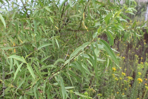 A plant known commonly as Gooddings Willow, and taxonomically as Salix Gooddingii, is one of four native representatives from the same genus which grow in Ballona Freshwater Marsh of Playa Del Rey.