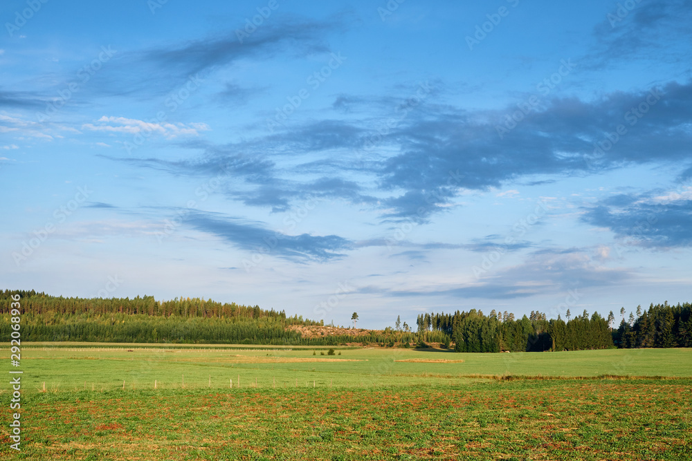 Fototapeta premium Field in a countryside on a sunny day with clouds in the sky