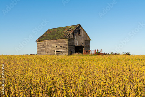Vintage wooden barn with golden soy bean leaves and beautiful blue skies. Bureau County, Illinois, USA
