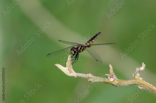 dragonfly on branch © Shogun Pe-an Power