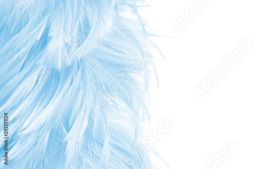 beautiful softness of blue feathers on white background