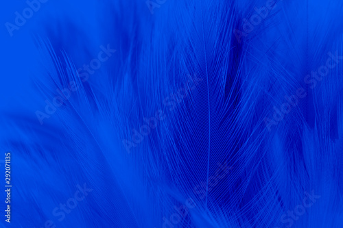 closeup blue dark feathers line texture background