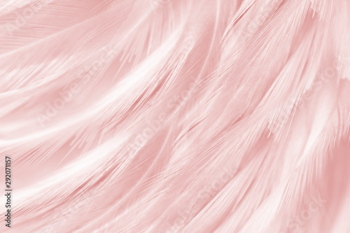 beautiful soft pink feathers line texture background
