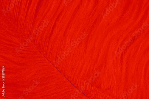 closeup red dark feather line texture background