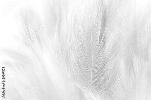 closeup white feathers line texture background