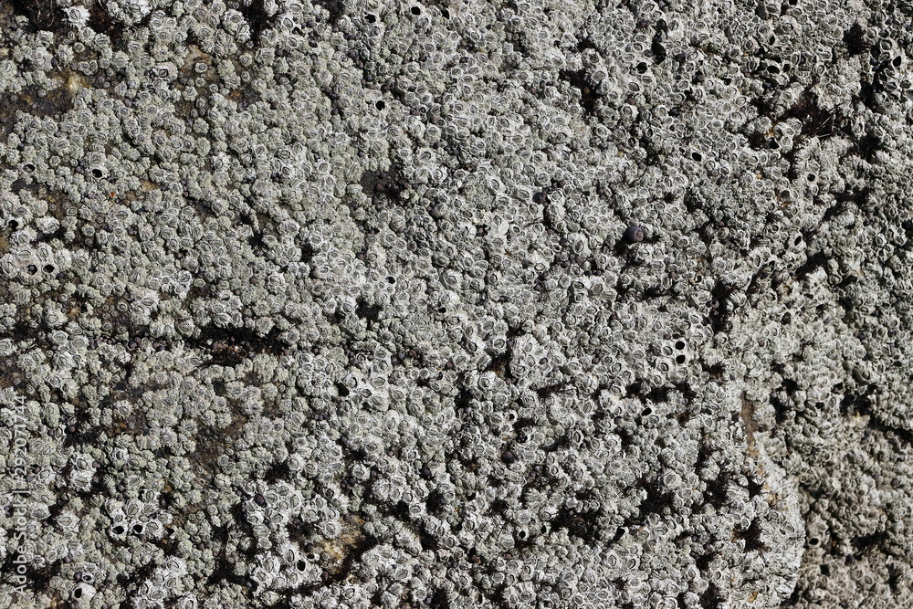Barnacles Balanus groving up on flat stone in intertidal zone of sea closeup. Natural texture background for design or wallpaper. Barnacles Balanus groving up on flat stone in intertidal zone of sea closeup. Natural texture background for design or wallpaper.