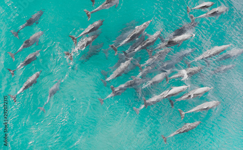 Aerial close up of a dolphin pods swimming in tropical warm blue water. Beautiful marine mammal endangered species 