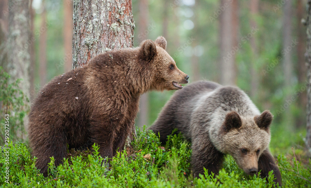 Cubs of Brown Bear in the  summer forest. Natural habitat. Scientific name: Ursus arctos.