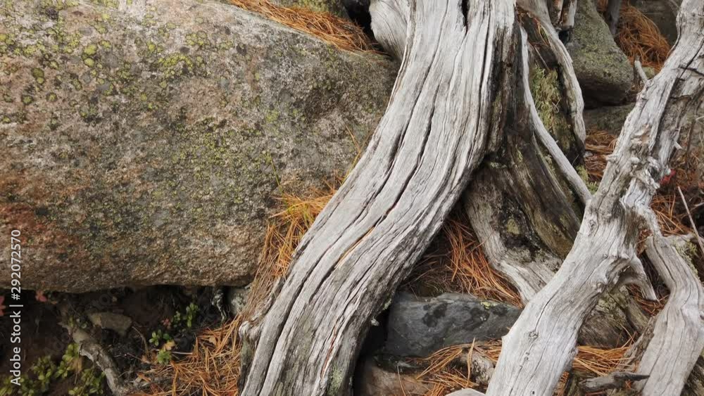 Nature wonder trees growing from stony tops Nature wonder trees growing from stony tops