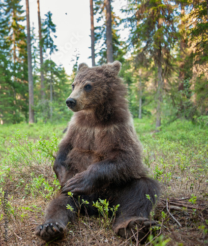 Cub of Brown Bear in the summer forest. Close up portrait, wide angle. Natural habitat. Scientific name: Ursus arctos.