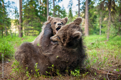 Cubs of Brown Bear in the summer forest. Brown Bear Cubs playfully fighting, Scientific name: Ursus Arctos Arctos. Summer green forest background. Natural habitat.