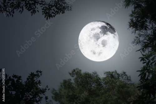 Midnight shiny full moon for Halloween background with silhouette blurry leaves and dark sky.Image of full moon furnished by NASA.