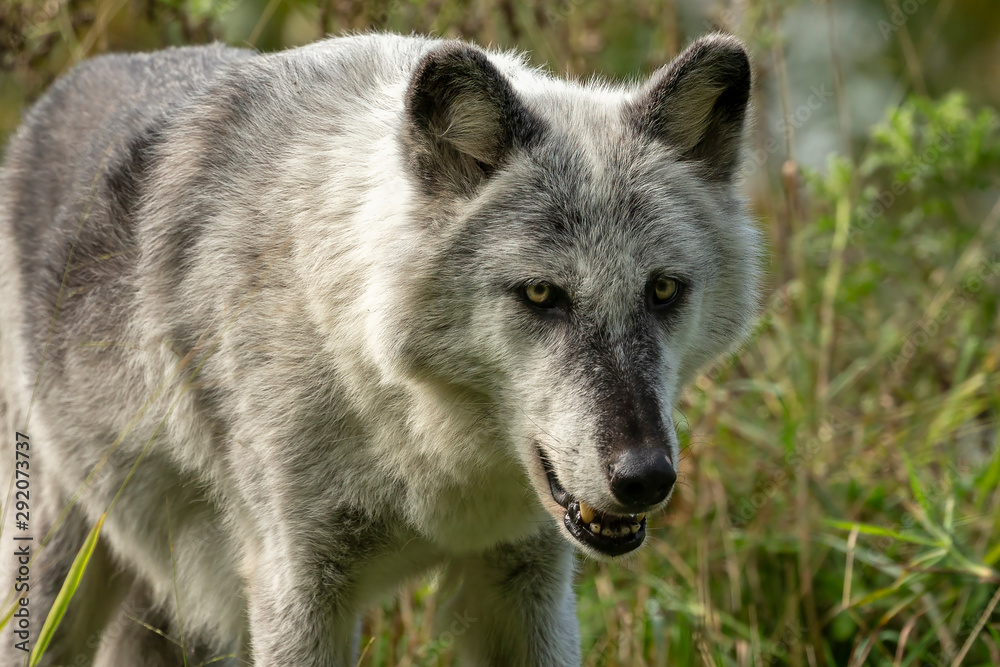 The Timber Wolf (Canis lupus), also known as the gray wolf , natural scene from natural environment in north America. The Timber Wolf (Canis lupus), also known as the gray wolf , natural scene from natural environment in north America.