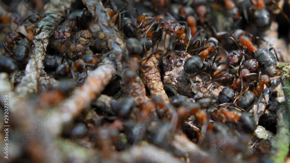 Colony of Ants in Forest Anthill with Pine Needles Slow Motion Colony of Ants in Forest Anthill with Pine Needles Slow Motion