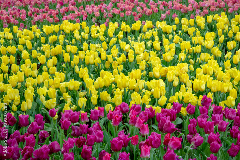 Tulip plantations in the park.