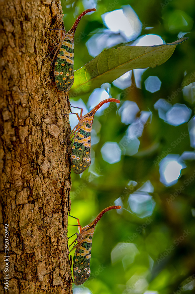 Dark-horned Lantern-fly (Pyrops spinolae) is a species of planthopper, found from India to Indochina. Lanternflies : The unicorns of the insect world. Beautiful insects. Selective fous with copy space