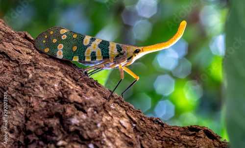 Obraz na plátně Dark-horned Lantern-fly (Pyrops spinolae) is a species of planthopper, found from India to Indochina