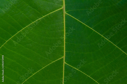 Abstract texture of green leaf as background. Pattern blurred nature green leaf background.