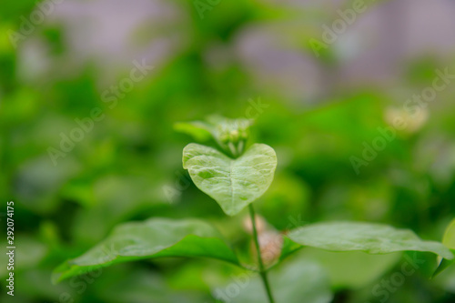 Natural green plant on blurred background in garden with copy space or your product using as background nature green. Leaf green and fresh
