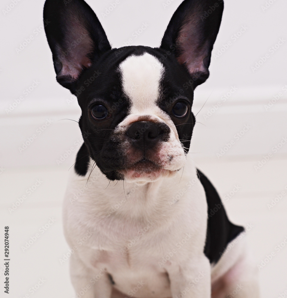 black and white french bulldog on white background