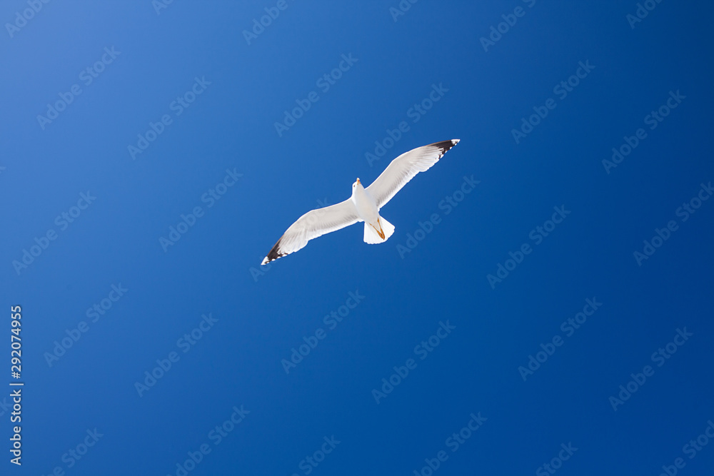 Obraz premium Seagull on blue sky background
