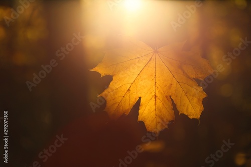 Quadro em tela Autumn season
