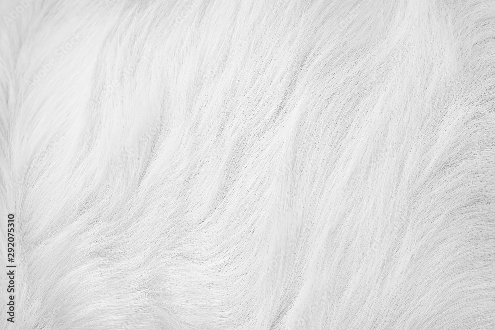 Fototapeta premium Soft focus white fur dog texture short smooth patterns for mild grey background