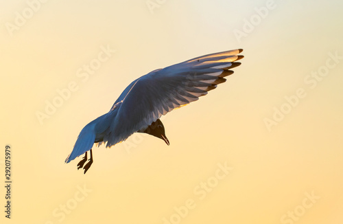 The silhouette of a flying seagull. Red sunset sky background. Dramatic Sunset Sky. The Black-headed Gull Scientific name: Larus ridibundus. © Uryadnikov Sergey