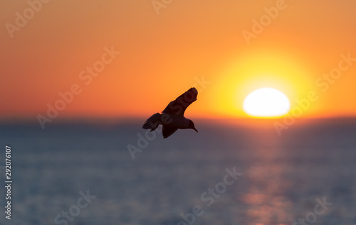 The silhouette of a flying seagull. Red sunset sky background. Dramatic Sunset Sky. The Black-headed Gull Scientific name: Larus ridibundus. © Uryadnikov Sergey