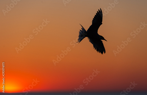 The silhouette of a flying tern against the red sunset sky. Dramatic Sunset Sky. The Common Tern Scientific name  Sterna hirundo. Sternidae