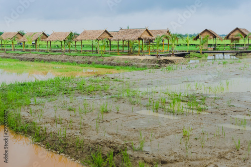 View of many huts in the rice fields that have just been cultivated after the rain stopped