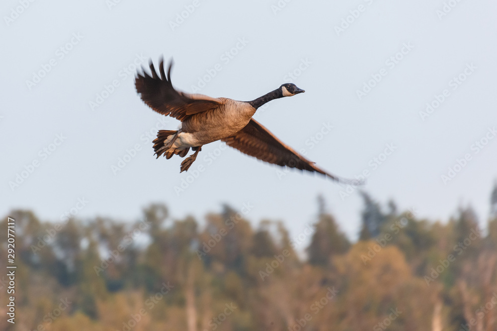 Fototapeta premium Canada goose duck