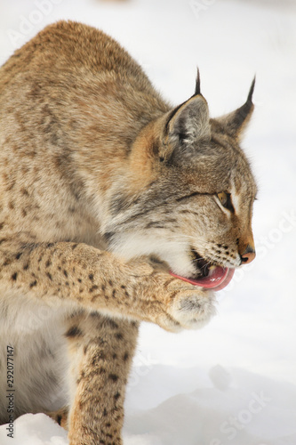 Lynx winter