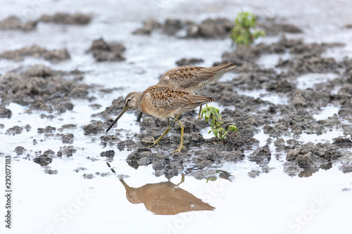 long billed dowitcher photo