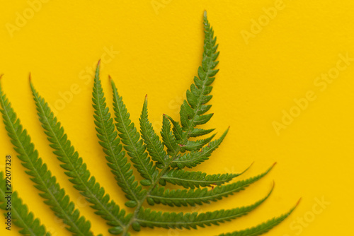 macro view of fern leaf, abstract nature organic background