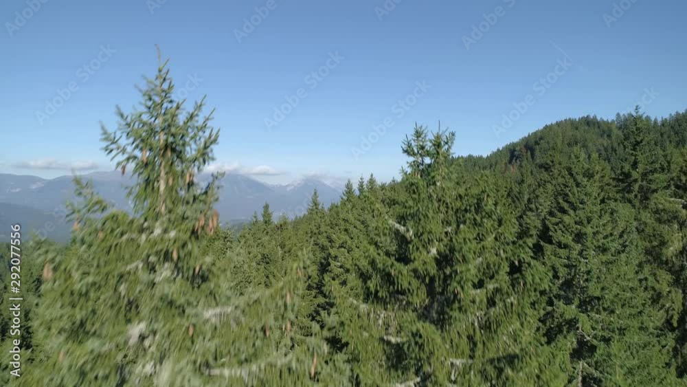 Aerial that reveals the tree tops of the Triglav National park, view with beautiful green pine trees. Yellow sunlight above trees with dark shadows Aerial that reveals the tree tops of the Triglav National park, view with beautiful green pine trees. Yellow sunlight above trees with dark shadows