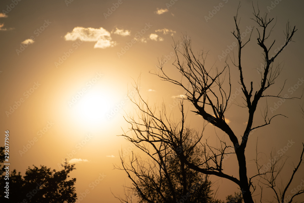 dry dead tree branches against the sky in the desert during the drought seasons dry dead tree branches against the sky in the desert during the drought seasons