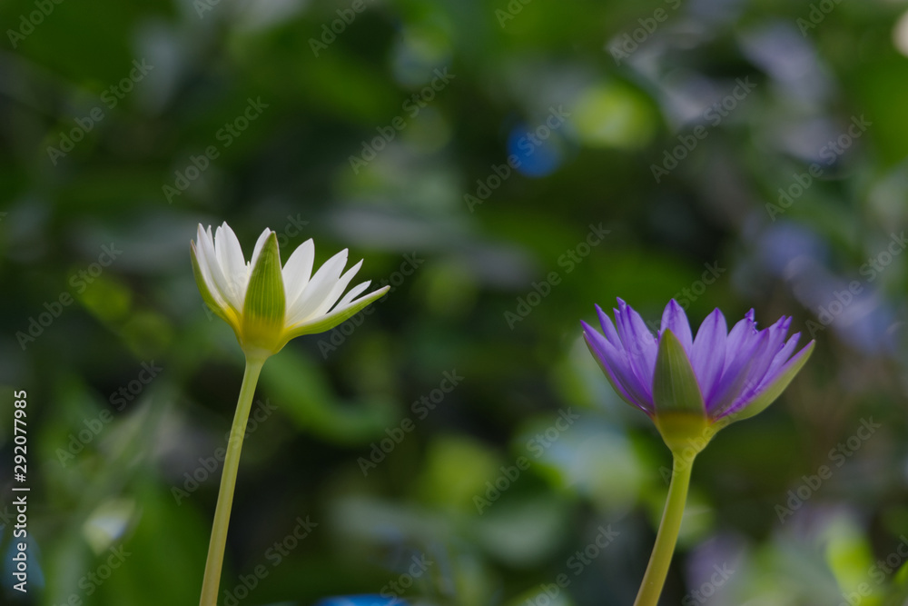 white and purple lotus on daylight. white and purple lotus on daylight.