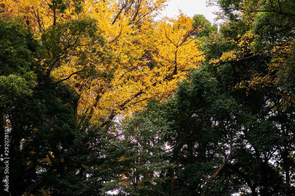 Yellow Ginkgo tree and lush green forest at Meiji Jingu Shrine - Tokyo green space