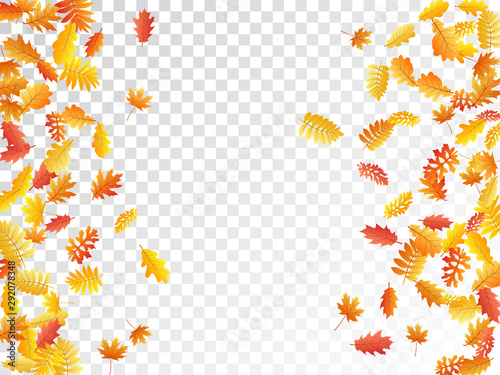 Oak, maple, wild ash rowan leaves vector, autumn foliage on transparent background.